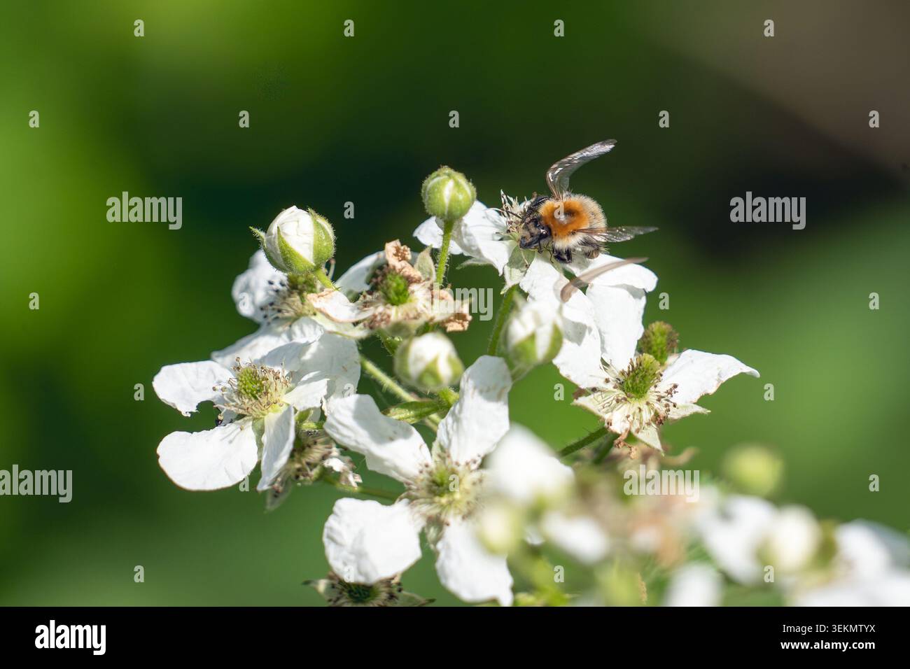 Common Carder Bumblebee débarquant sur White Bramble Blossom avec ailes étendues ouvertes Banque D'Images