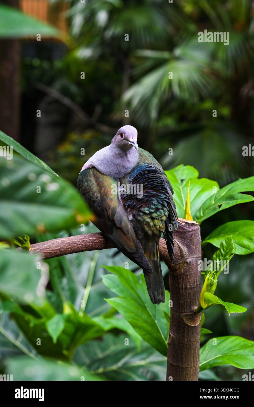 Pigeon impérial vert perché sur la branche entouré d'un feuillage vert tropical luxuriant dans le parc de Hong Kong Banque D'Images
