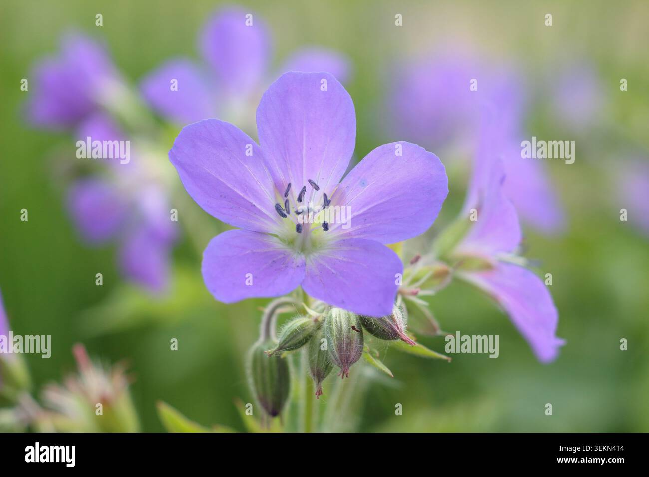 Géraniums. Géranium sylvaticum 'Mayflower', bec de crane en bois, géranium robuste à floraison précoce portant des masses de fleurs violettes au printemps. ROYAUME-UNI Banque D'Images