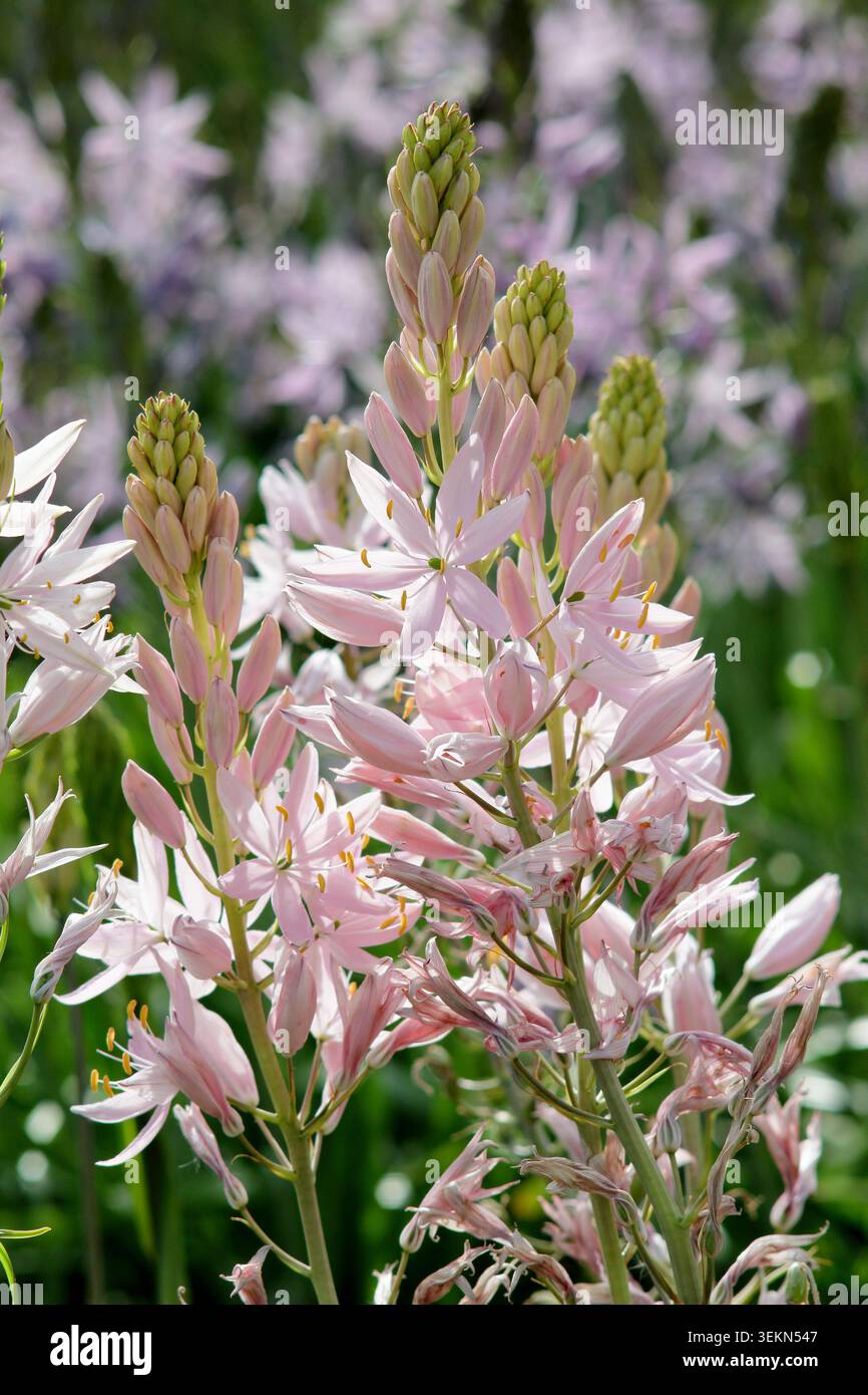 Camassia leichtlinii 'Pink Star, quamash, également appelé Camassia pale Pink, portant des pointes de fleurs rose pâle caractéristiques dans un jardin britannique de printemps. Banque D'Images