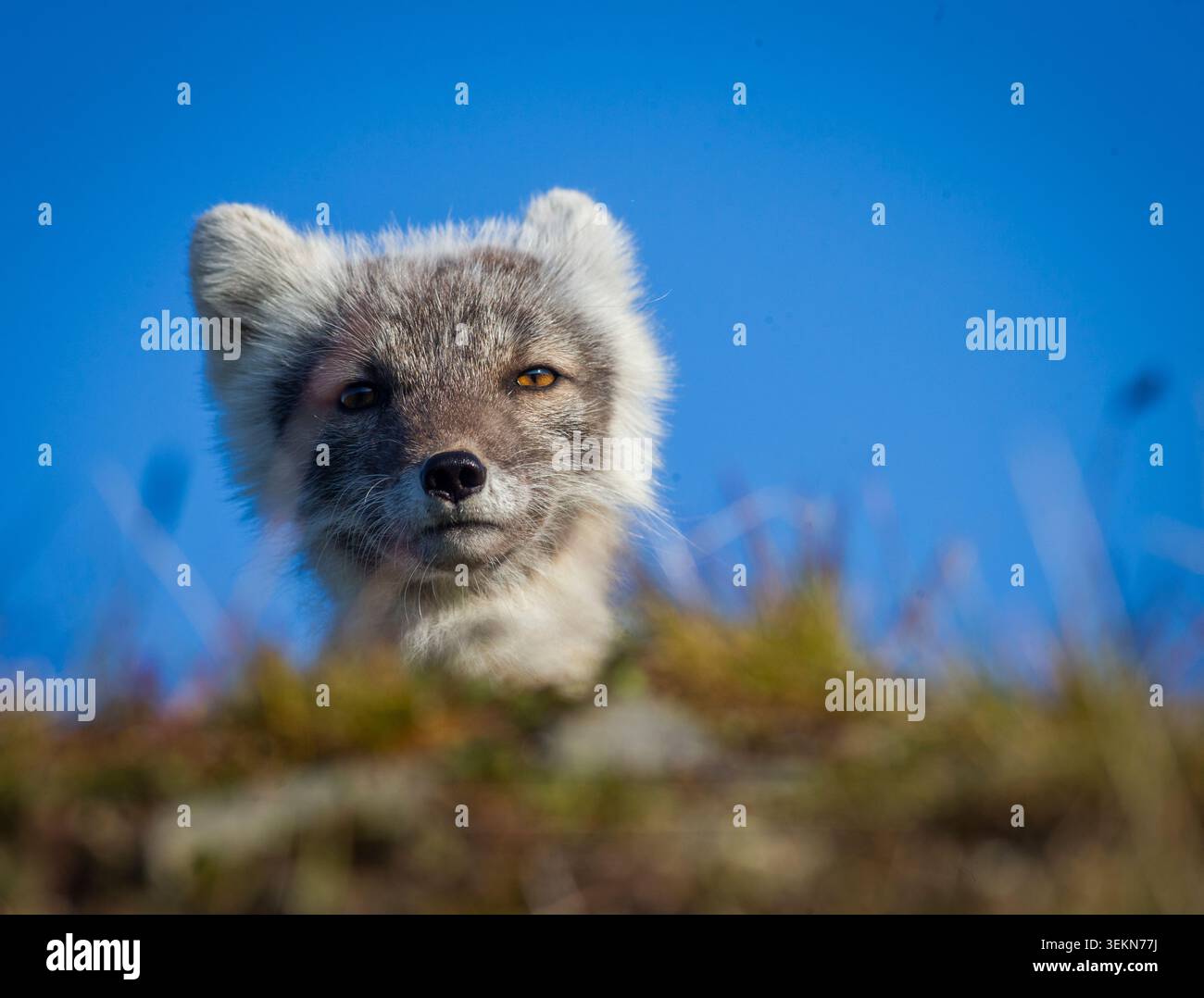 Gros plan en bas angle d'un renard arctique contre un ciel bleu Banque D'Images