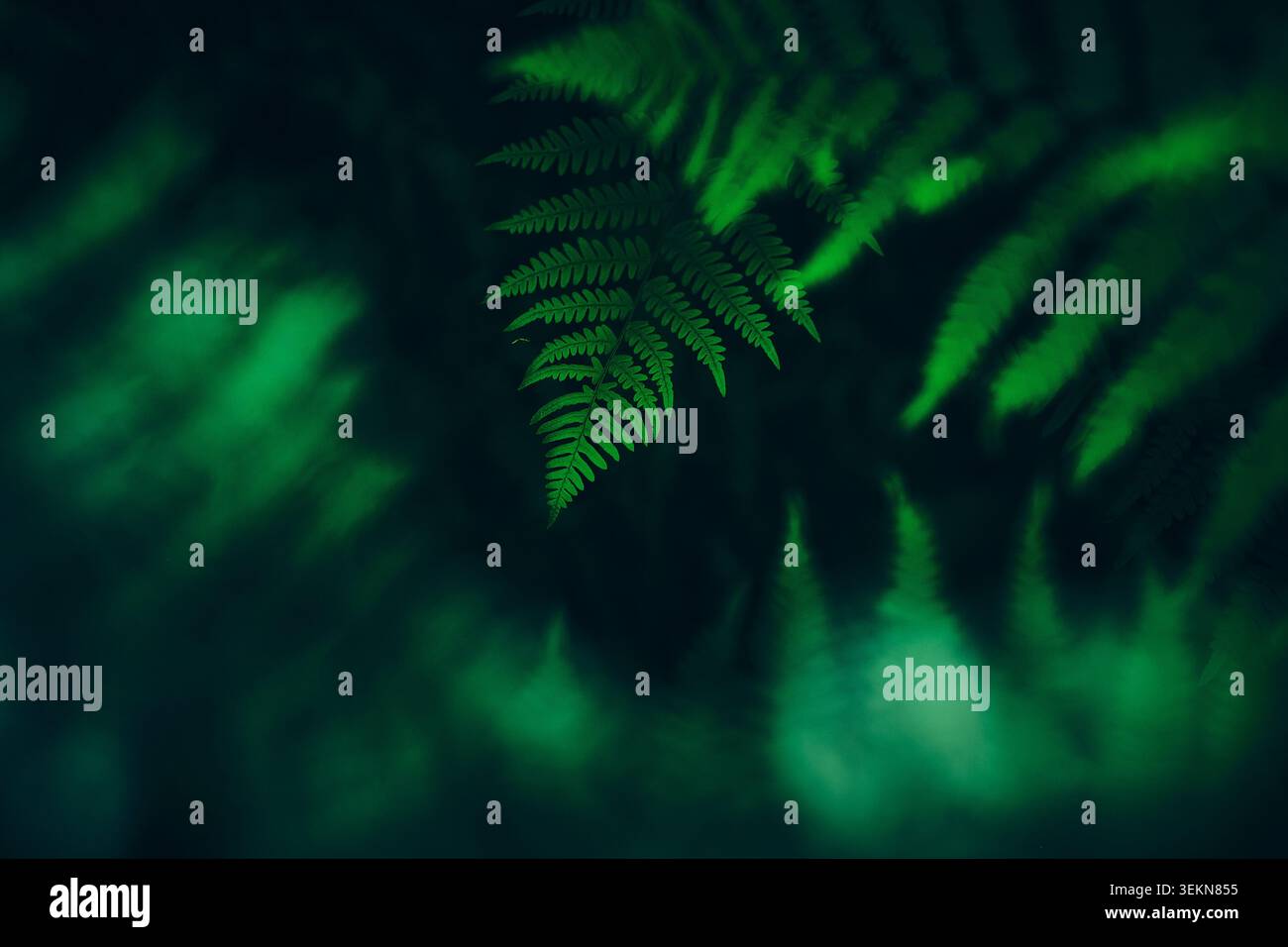 Frondes de fougères délicates suspendues sur un fond vert flou et sombre doux, créant une scène botanique sombre avec une mise au point peu profonde et une texture naturelle Banque D'Images