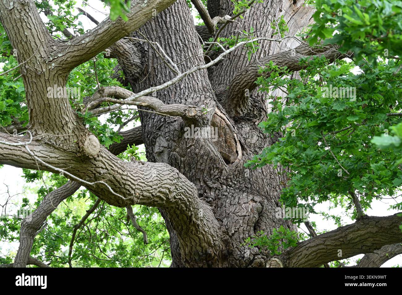 Arbre britannique Banque D'Images