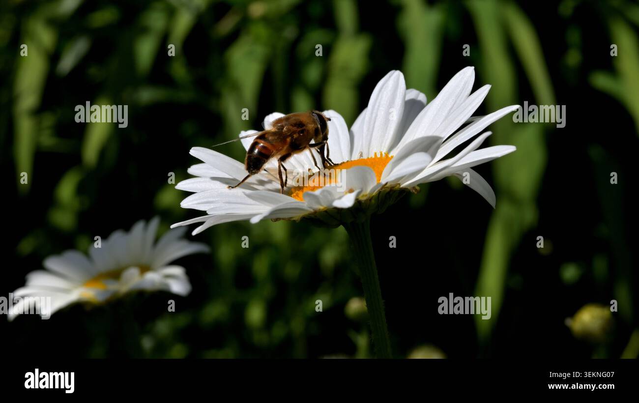 Gros plan d'une mouche de drone se nourrissant sur la tête de fleur d'une Marguerite Banque D'Images