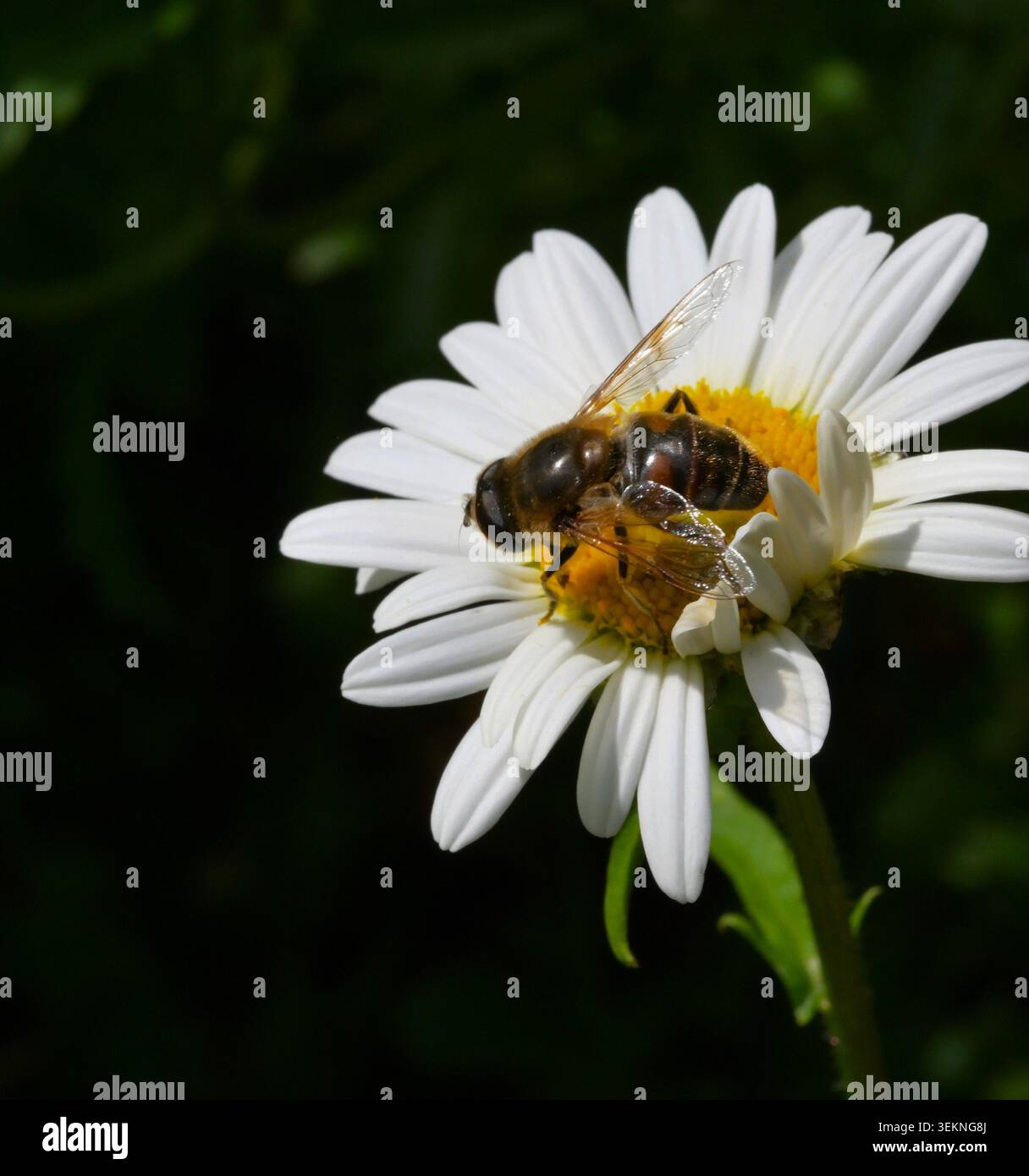 Gros plan d'une mouche de drone se nourrissant sur la tête de fleur d'une Marguerite Banque D'Images