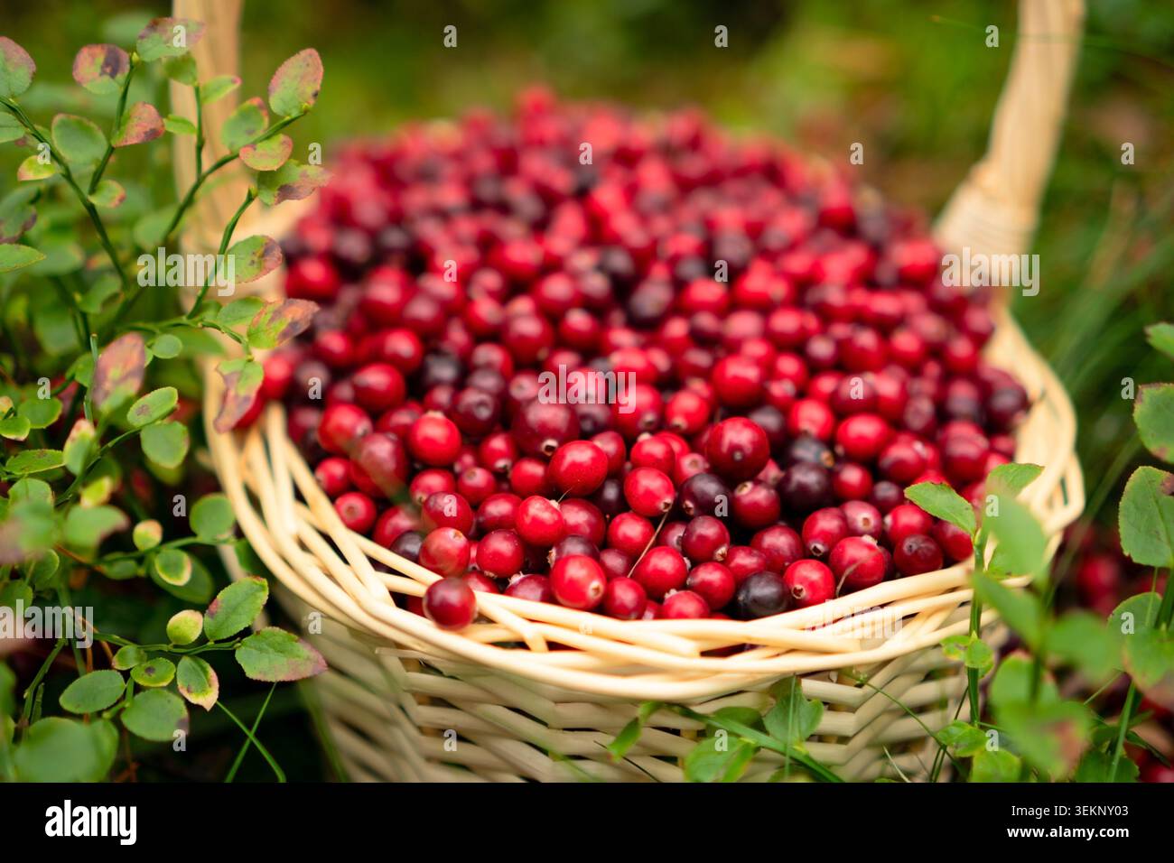 Canneberges lumineuses dans un panier au milieu d'un fond de forêt verte capturant les couleurs vibrantes et la beauté naturelle de la récolte. Banque D'Images