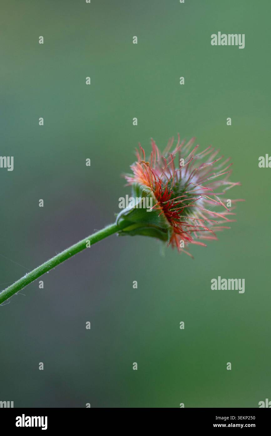 Un capitule de Geum sur un fond flou doux. Temps estival. Banque D'Images