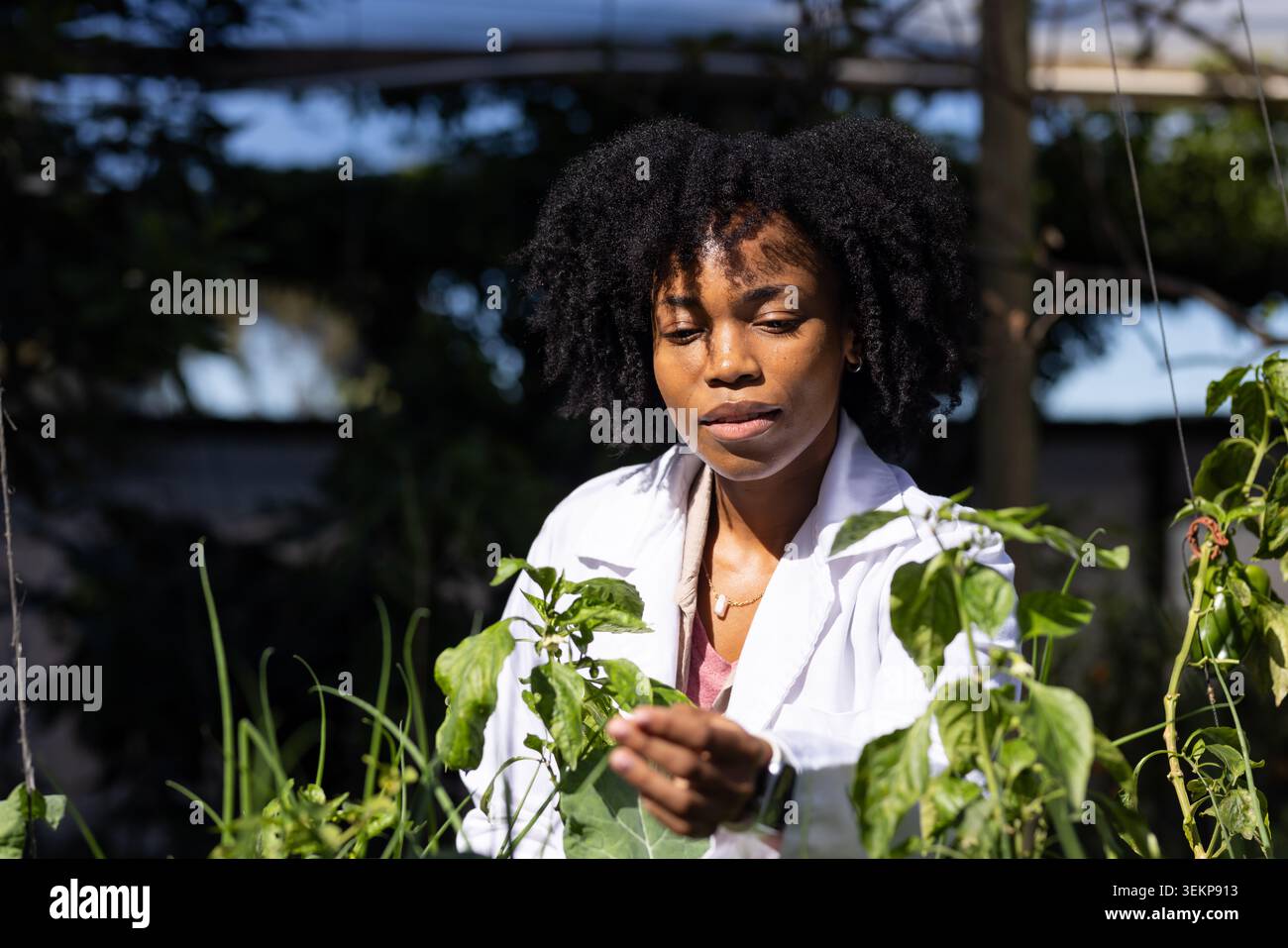 Femme africaine portant une blouse de laboratoire blanche examinant la feuille de plante à l'intérieur de la serre avec des poutres visibles Banque D'Images