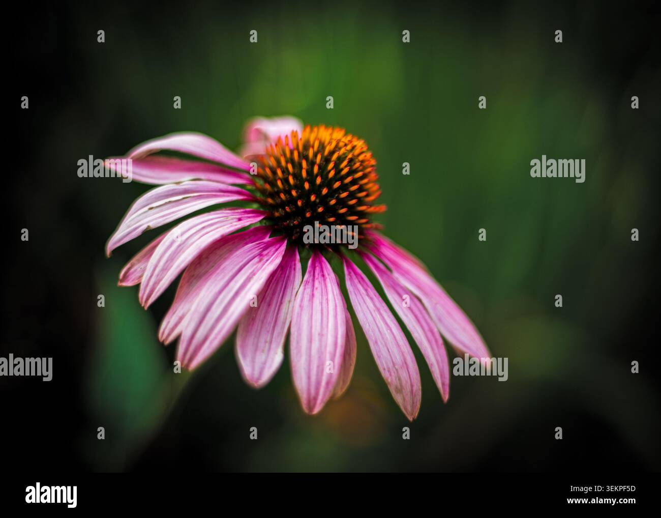 Echinacea purpurea montrant des pétales roses vibrants et un centre de cône orange Banque D'Images