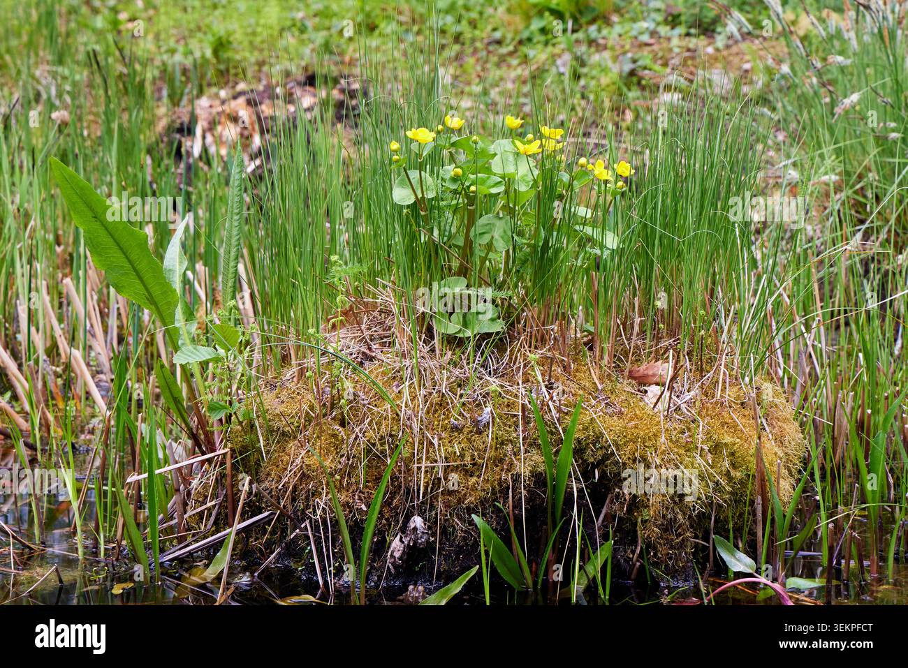 Fleurs de souci de marais jaunes fleurissant sur une parcelle d'herbe verte et de tourbe moussue dans un environnement de zone humide. Banque D'Images