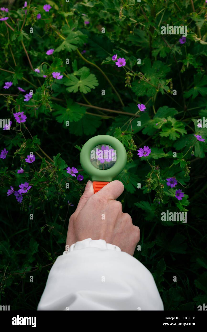 Personne tenant une loupe au-dessus des fleurs violettes de la forêt, mettant l'accent sur l'exploration en gros plan des textures naturelles Banque D'Images