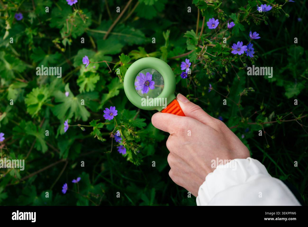 Main tenant une loupe sur les fleurs violettes de la forêt, soulignant les détails botaniques et l'étude des plantes Banque D'Images