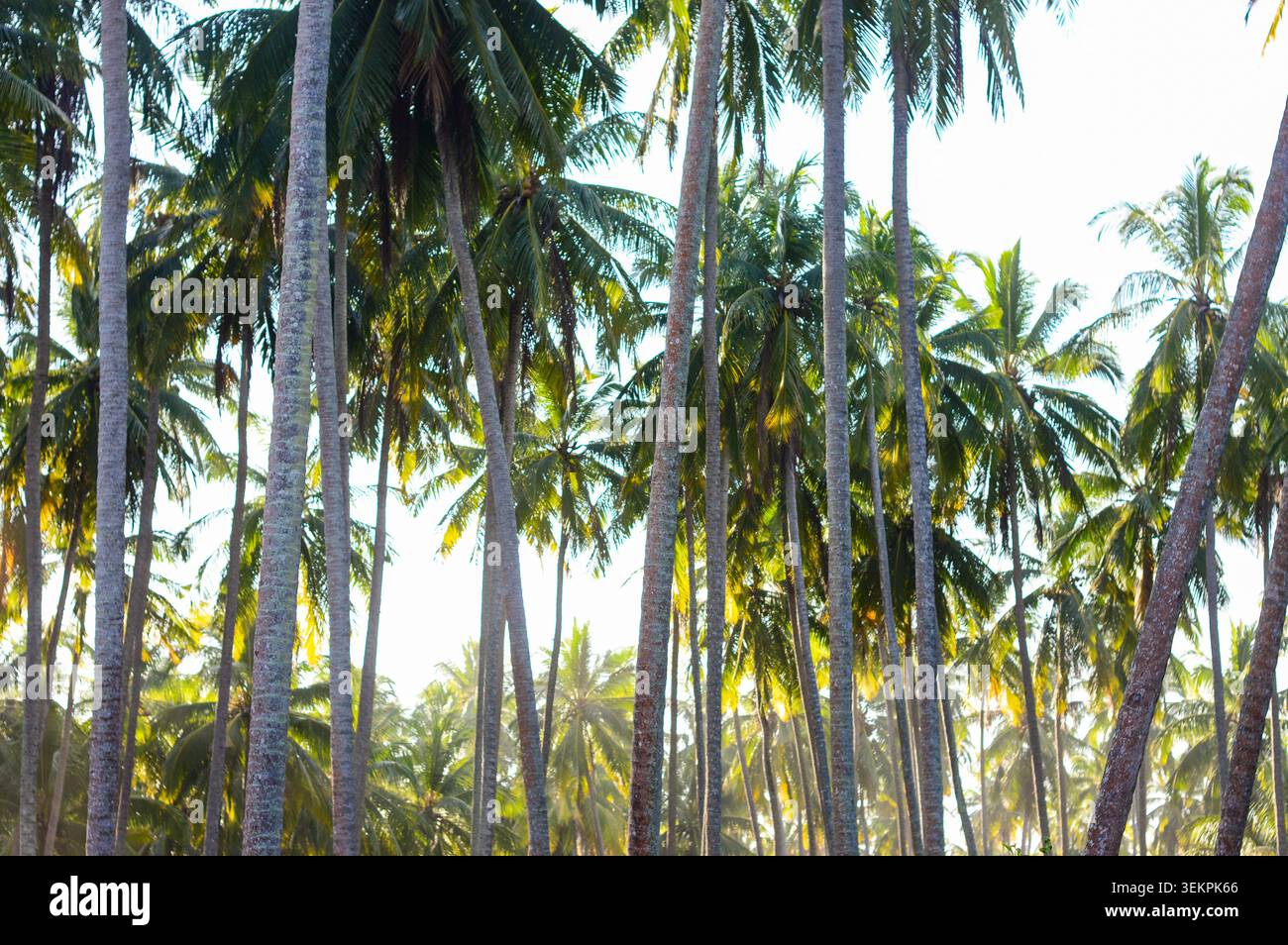 Une forêt dense de cocotiers hauts et minces qui s'élèvent vers le haut dans un ciel lumineux et surexposé, créant une ambiance de jungle tropicale Banque D'Images
