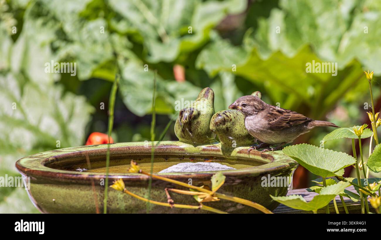 Un moineau de maison perche sur un bain d'oiseaux en céramique, l'eau potable au milieu de plantes vertes feuillues et de fleurs jaunes, capturant un moment paisible de la nature, sauvage Banque D'Images