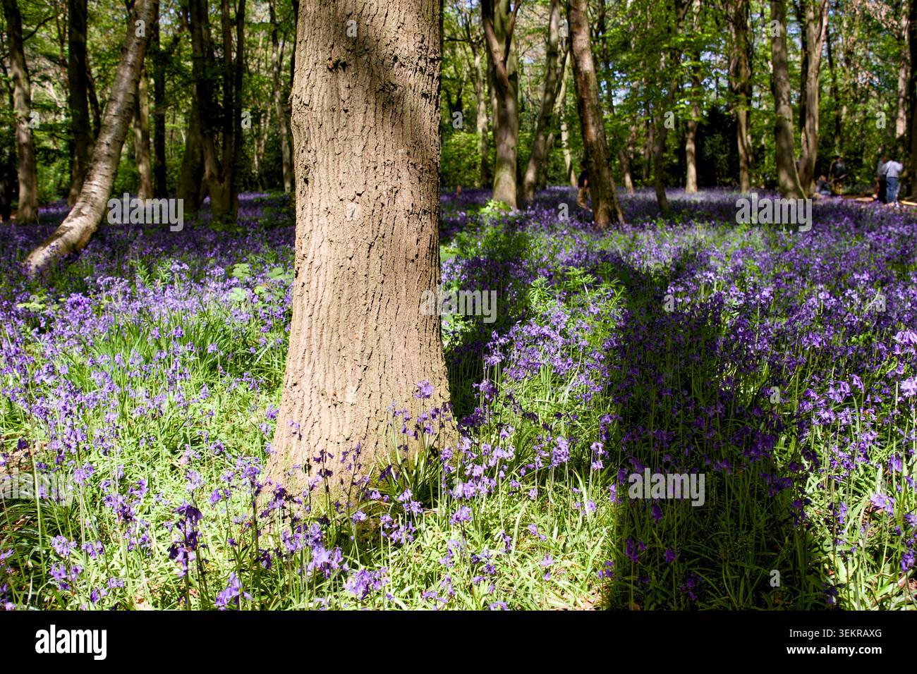 Woodland est actuellement plein de belles Bluebells Banque D'Images