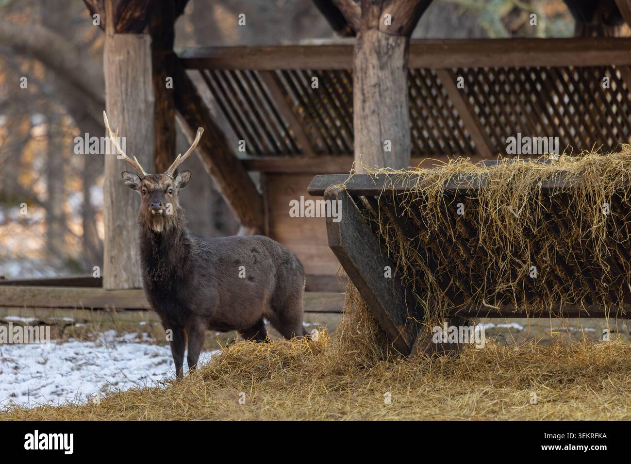 Cerf Sika / cerf tacheté du nord / cerf japonais (Cervus nippon) cerf / mâle devant le casier à foin pour nourrir la faune en forêt en hiver Banque D'Images
