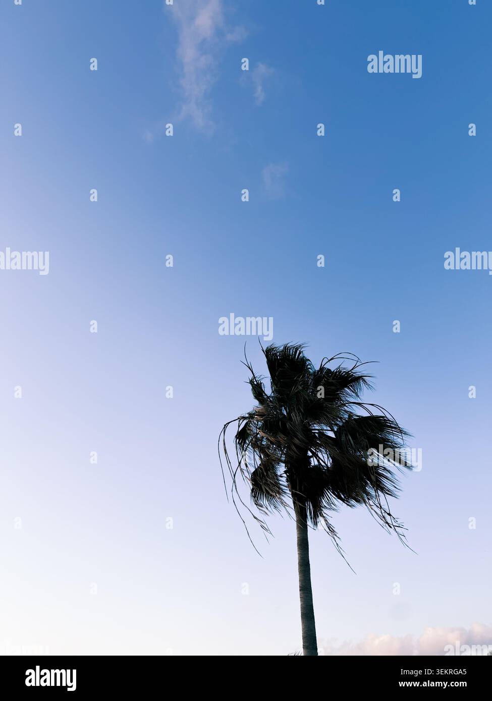 Silhouette sombre de frondes de palmier et de branches détaillées sur un ciel bleu vif sans nuages, texture de feuilles tropicales - Image de stock capturée avec un smartphone