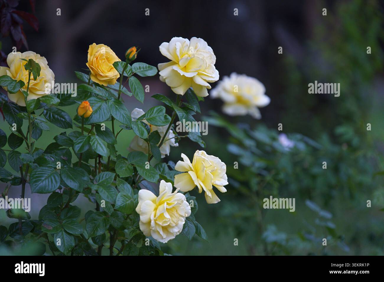 Rose jaune Arthur Bell fleurissant dans le parc d'été. Photo de haute qualité Banque D'Images