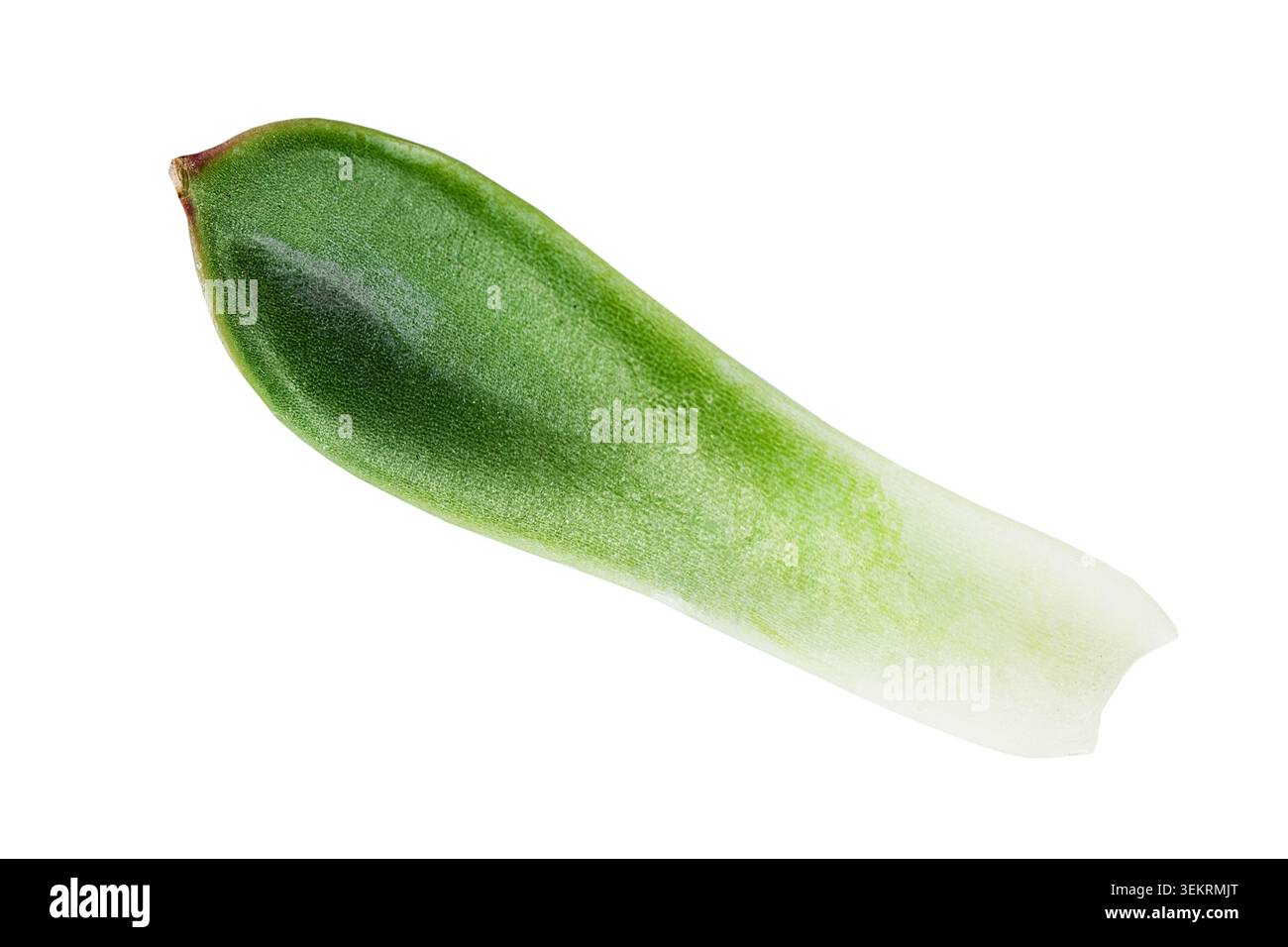 Feuille verte tombée d'echeveria isolée sur fond blanc Banque D'Images