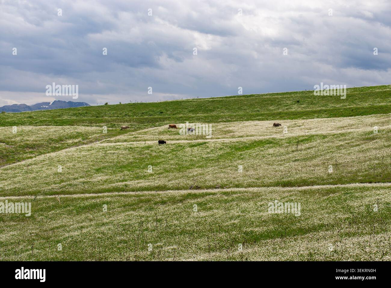 Paysage pittoresque de la Géorgie avec des collines verdoyantes et des prairies couvertes de fleurs sauvages blanches sous un ciel nuageux, où un petit troupeau de vaches pèle la paix Banque D'Images