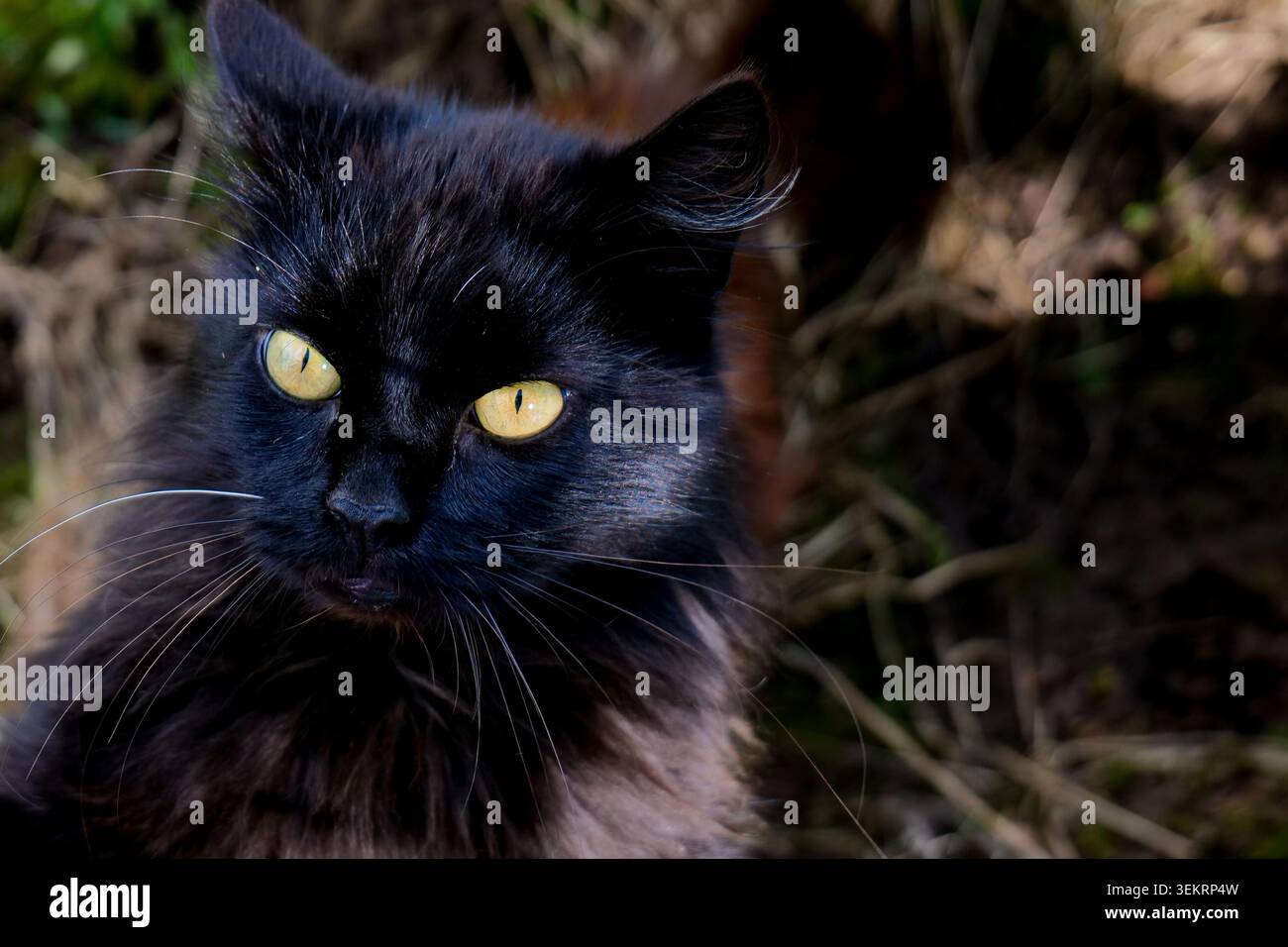 Chat noir avec les yeux jaunes regardant vers le haut Banque D'Images
