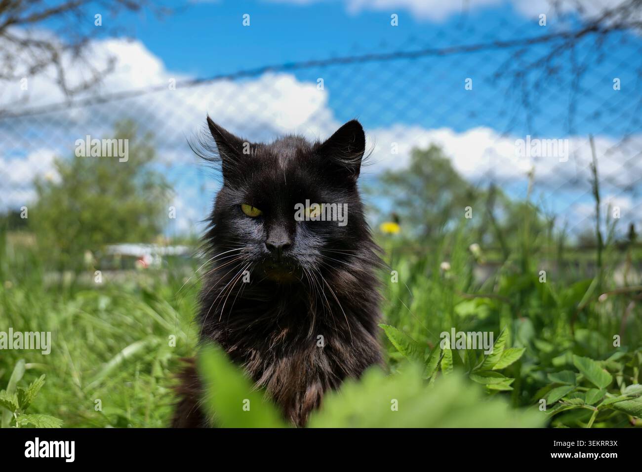 Chat noir à poil long avec les yeux jaunes assis dans l'herbe verte à l'extérieur Banque D'Images