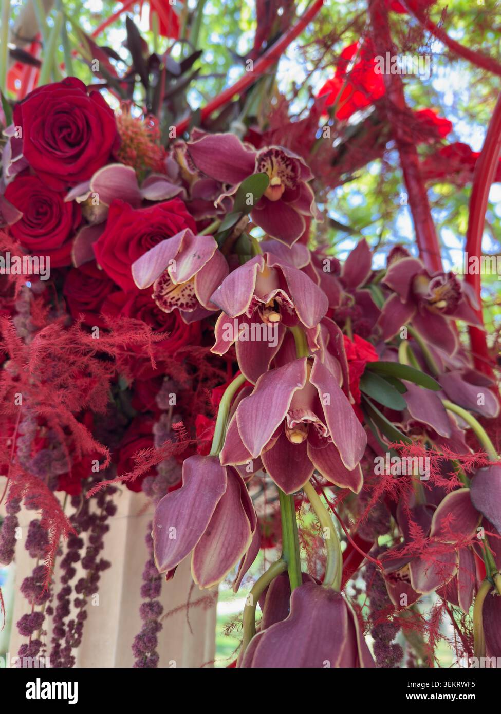 Une photographie rapprochée d'orchidée cymbidium violet foncé en cascade pulvérise des têtes de rose rouge veloutées et un feuillage de fougères cramoisi plumeux dans une installation de parc - Image de stock capturée avec un smartphone
