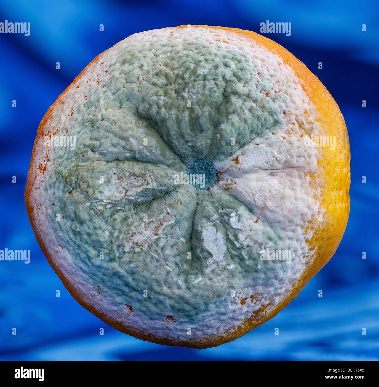Une petite orange engloutie par la moisissure quelques jours seulement après l'achat, un rappel brutal de l'énorme gaspillage alimentaire qui se produit chaque jour dans le monde entier. Banque D'Images
