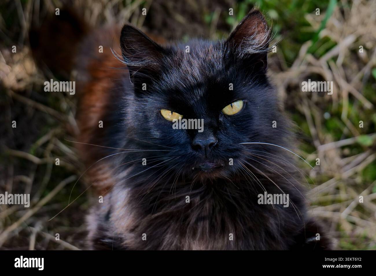 Chat noir avec les yeux jaunes regardant vers le haut Banque D'Images