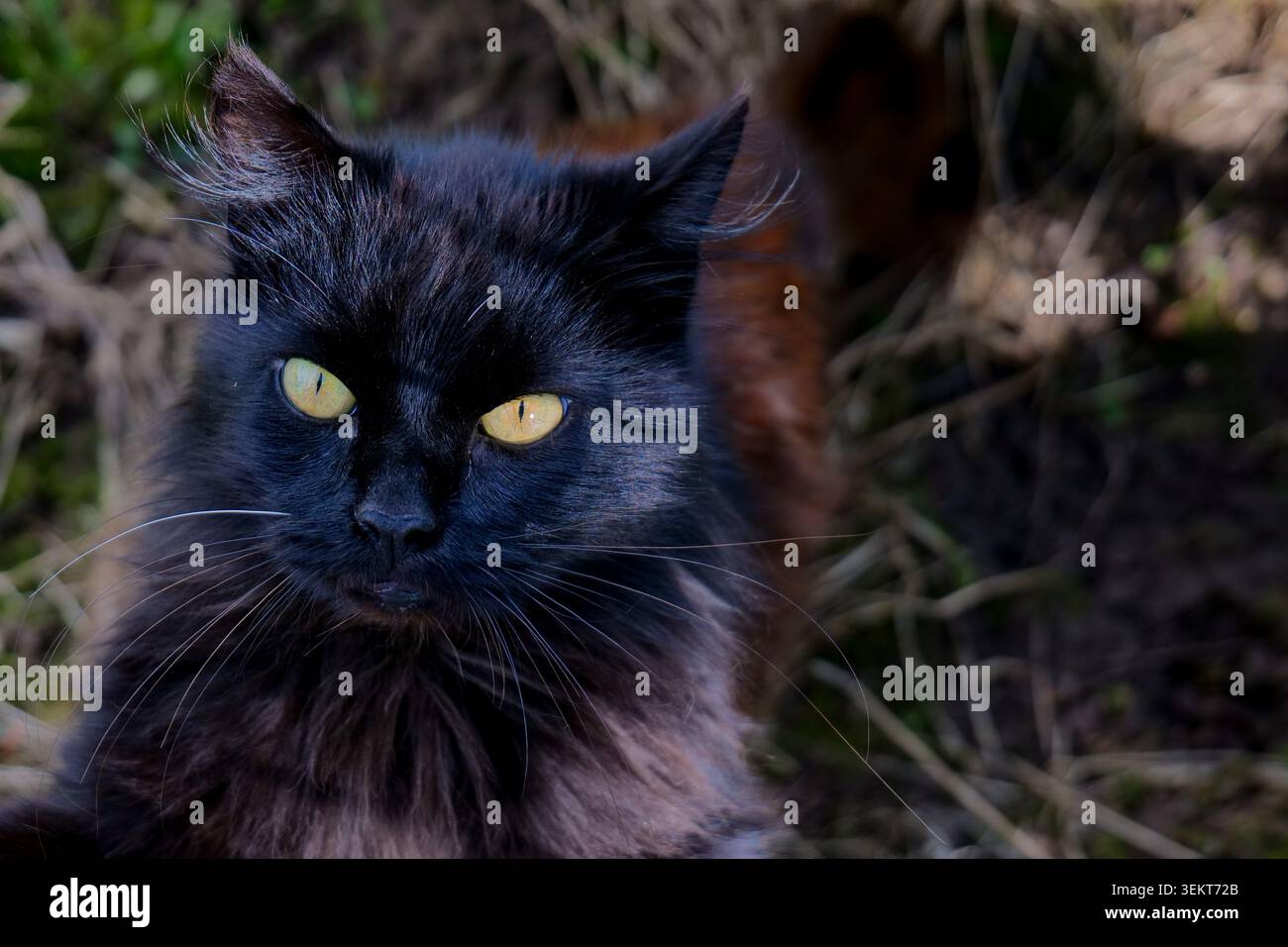 Chat noir avec les yeux jaunes regardant vers le haut Banque D'Images