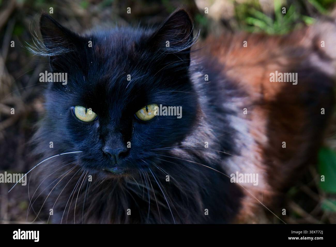 Chat noir avec les yeux jaunes regardant vers le haut Banque D'Images
