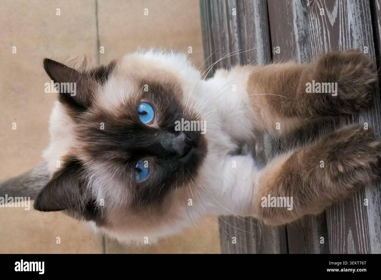 Chaton ragdoll aux yeux bleus regardant vers le haut Banque D'Images