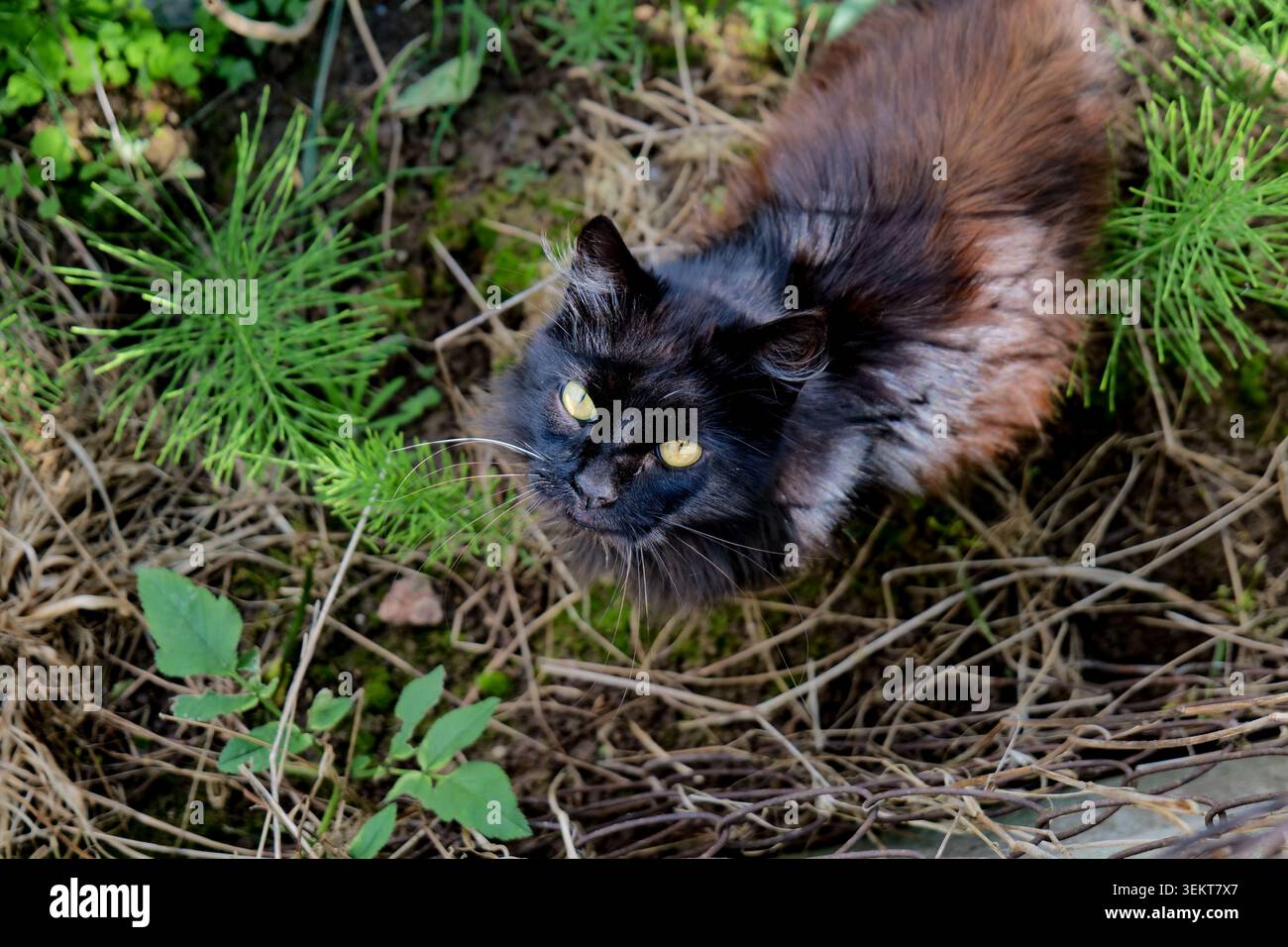 Black Cat regardant dans un jardin Banque D'Images