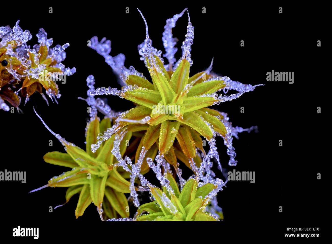 Cristaux de glace sur Star Moss en Idaho macro photographie Banque D'Images