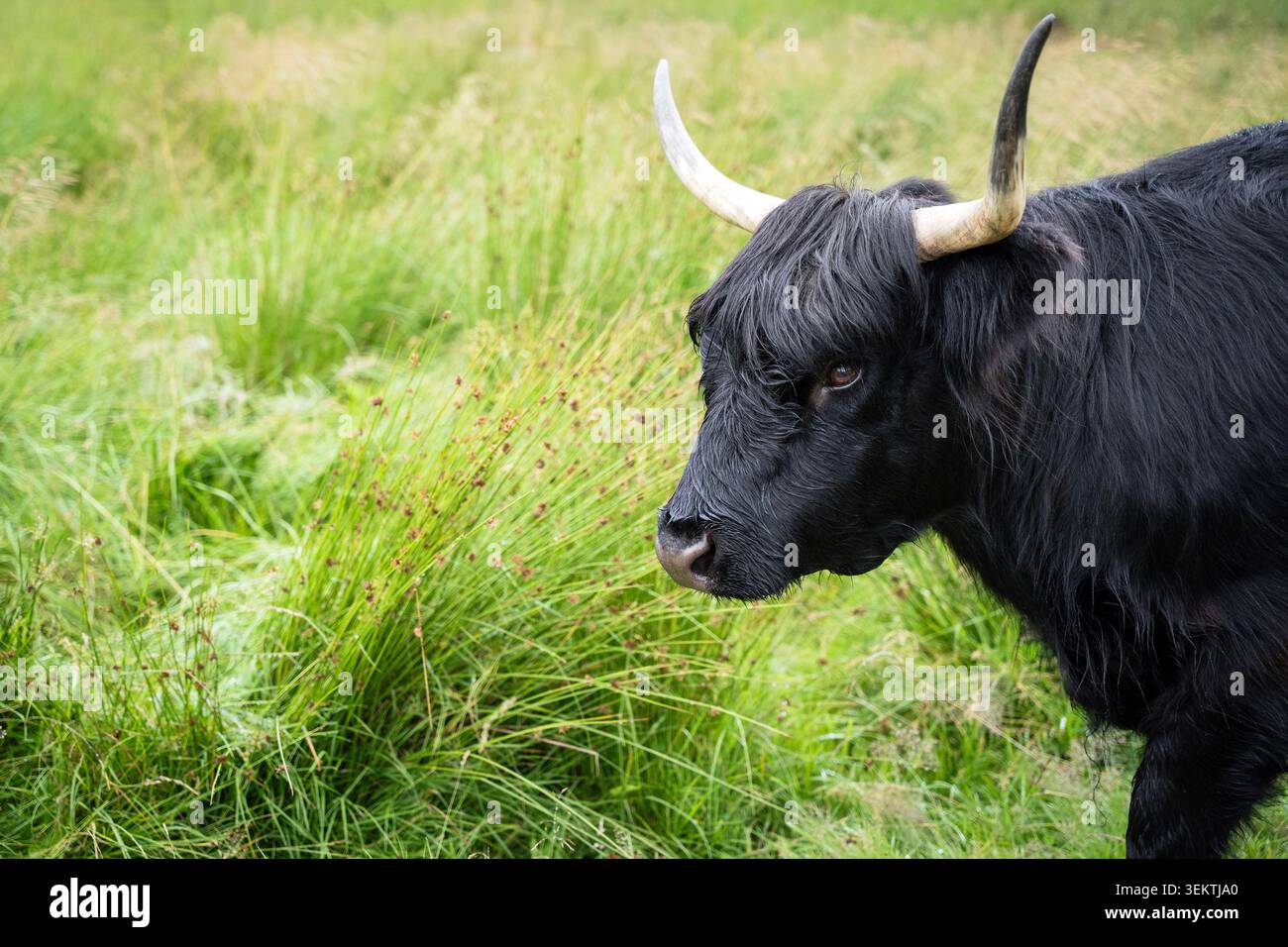 Portrait d'une vache noire écossaise Highland, Écosse Banque D'Images