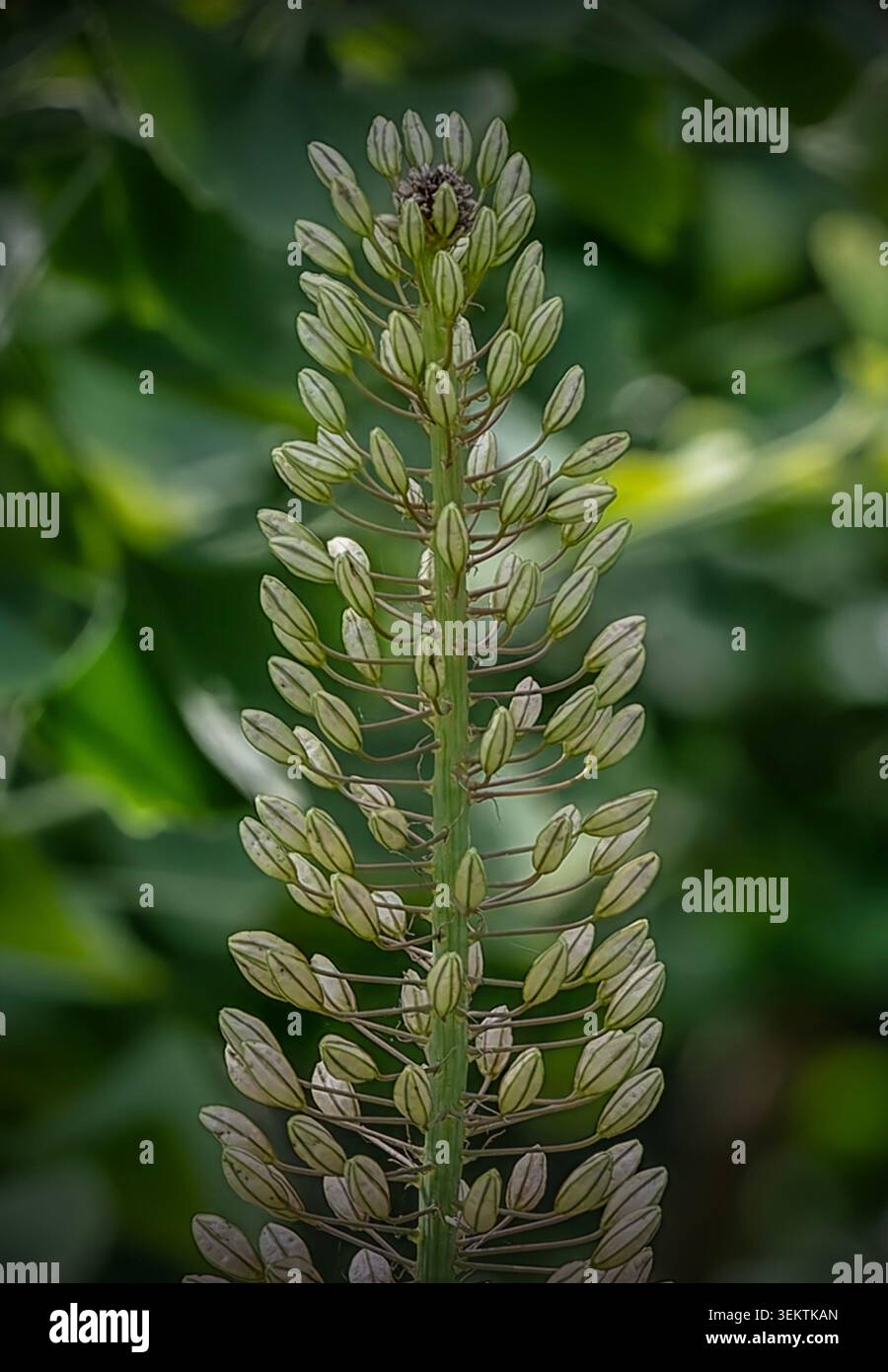 Un grand Lily Foxtail en début de floraison estivale Banque D'Images