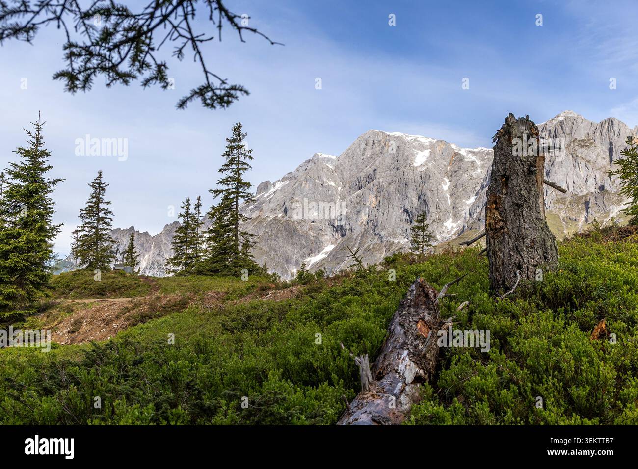 Une vue imprenable sur les Alpes autrichiennes, mettant en valeur une chaîne de montagnes spectaculaire avec des taches de neige. Le premier plan présente un hydromel alpin vert éclatant Banque D'Images
