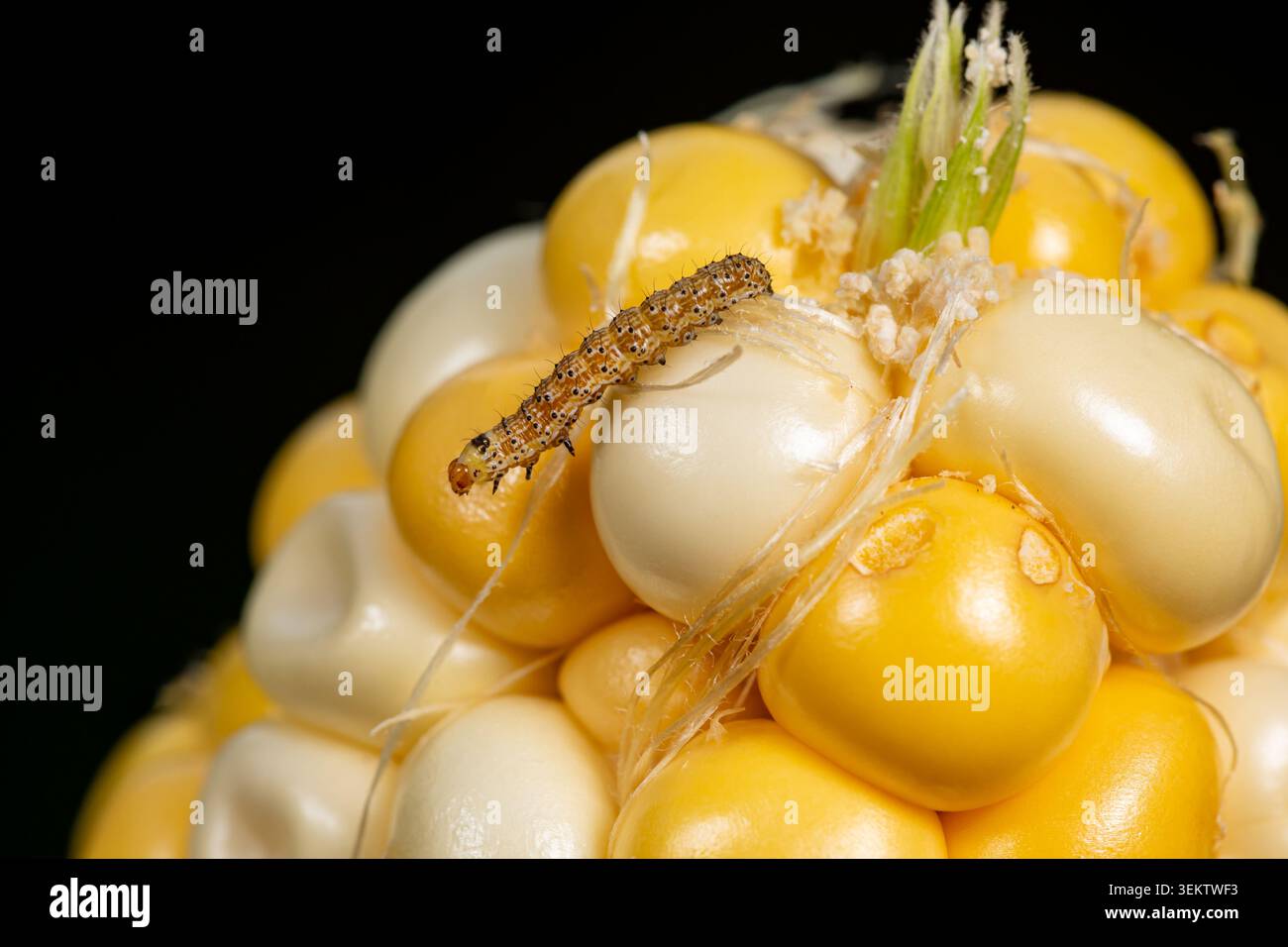 Larves de larves d'armyworm d'automne, chenille sur épi de maïs. Banque D'Images