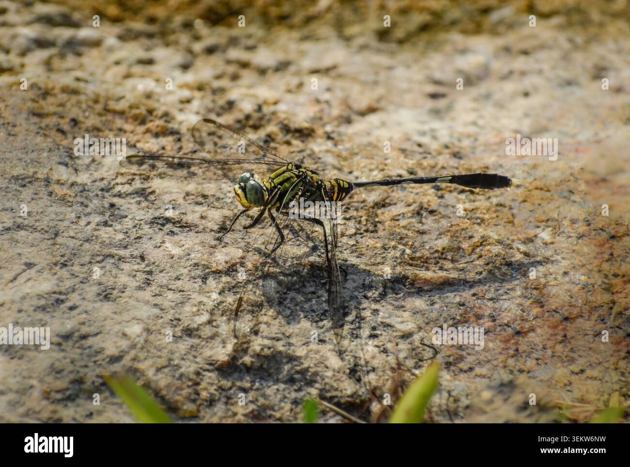 Libellule écrémé vert panaché perché sur un rocher. Photographié dans la partie ouest de Singapour. Banque D'Images