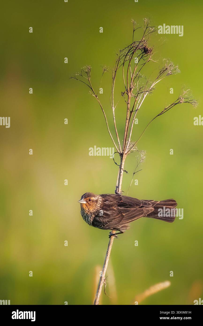 Une belle femelle à ailes rouges (Agelaius phoeniceus) perchée sur une brindille Banque D'Images