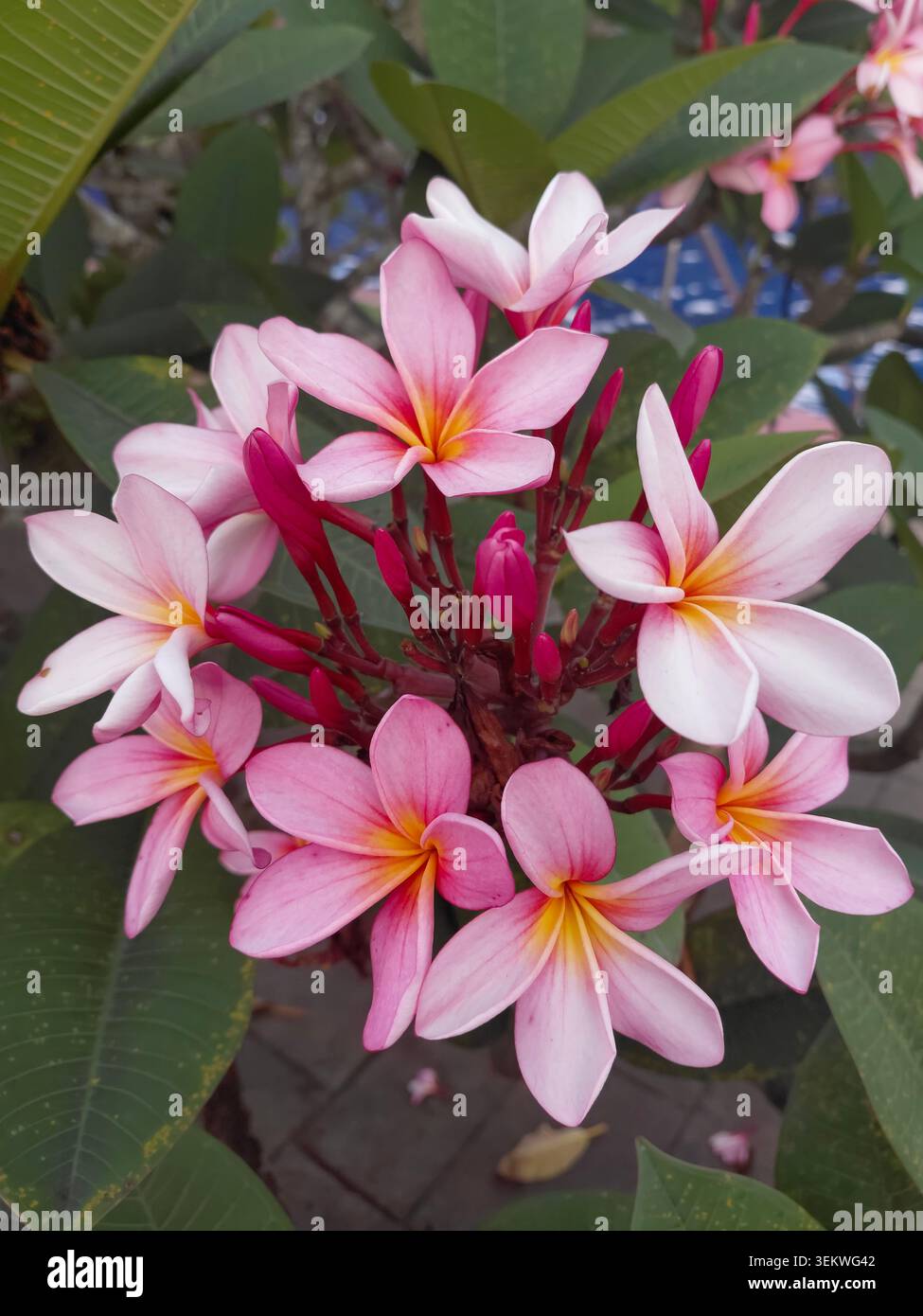 Un groupe vibrant de fleurs de plumeria frangipani roses et blanches en fleurs avec des centres jaune vif, entourés d'un feuillage vert luxuriant et d'une bouffée non ouverte Banque D'Images