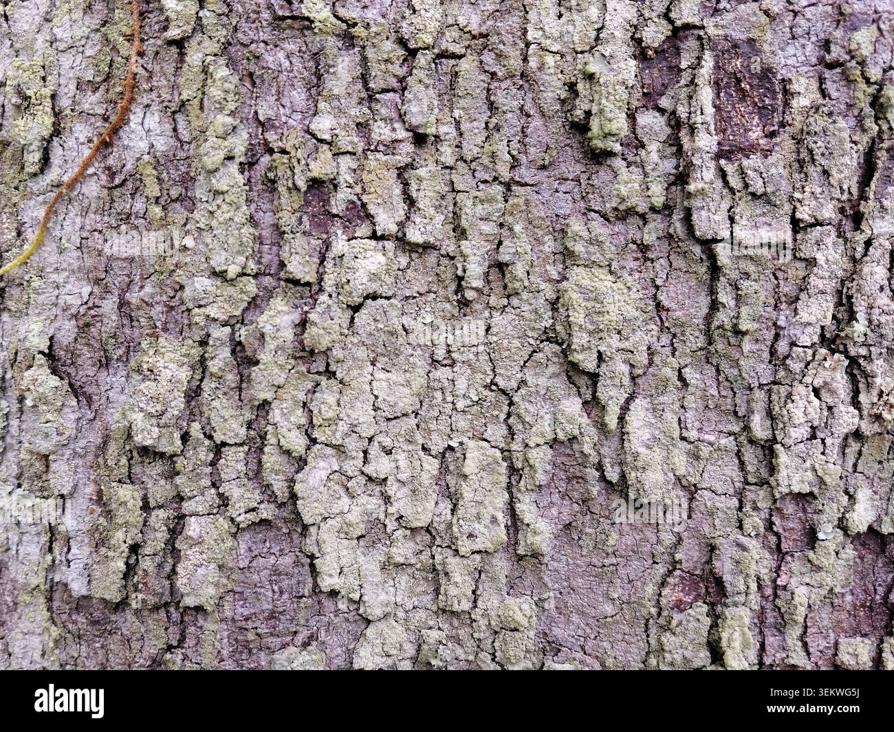 Une macro-texture horizontale plein format d'écorce d'arbre rugueuse et altérée recouverte de lichen vert pâle, présentant des fissures naturelles profondes, des rainures en bois vieilli, Banque D'Images