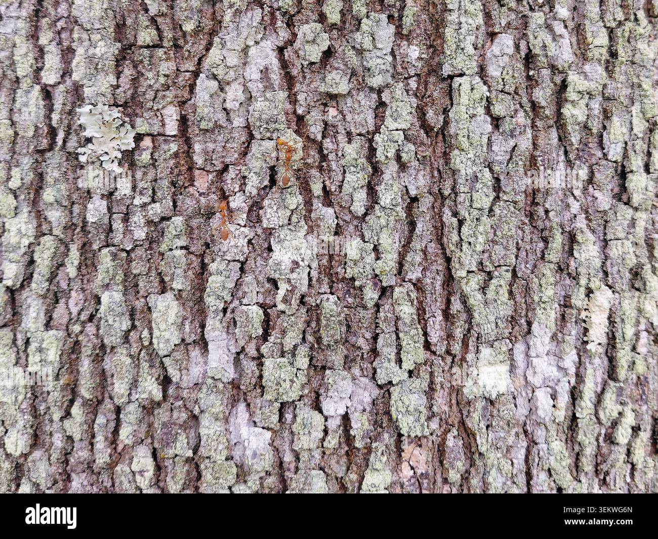 Gros plan plein format de fourmis rouges de tisserand rampant sur une écorce d'arbre accidentée recouverte de lichen vert pâle. Fond texturé idéal pour la nature, la faune, Banque D'Images