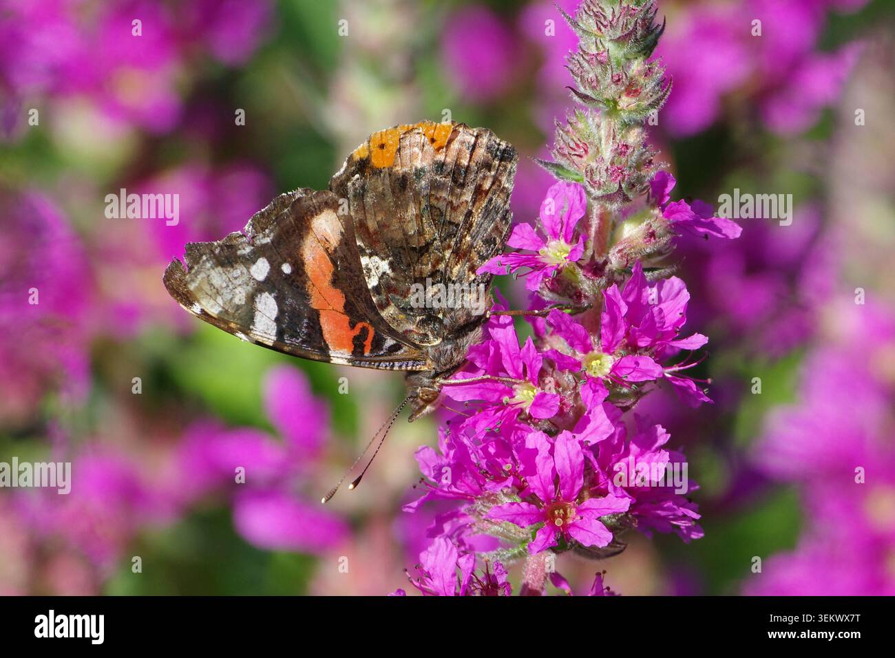 Papillon Amiral rouge (Vanessa atalanta) se nourrissant de fleurs de loosestrife violettes dans un jardin ensoleillé Banque D'Images