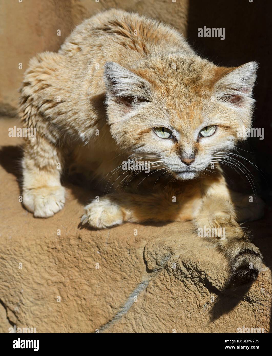 Chat de sable Banque D'Images