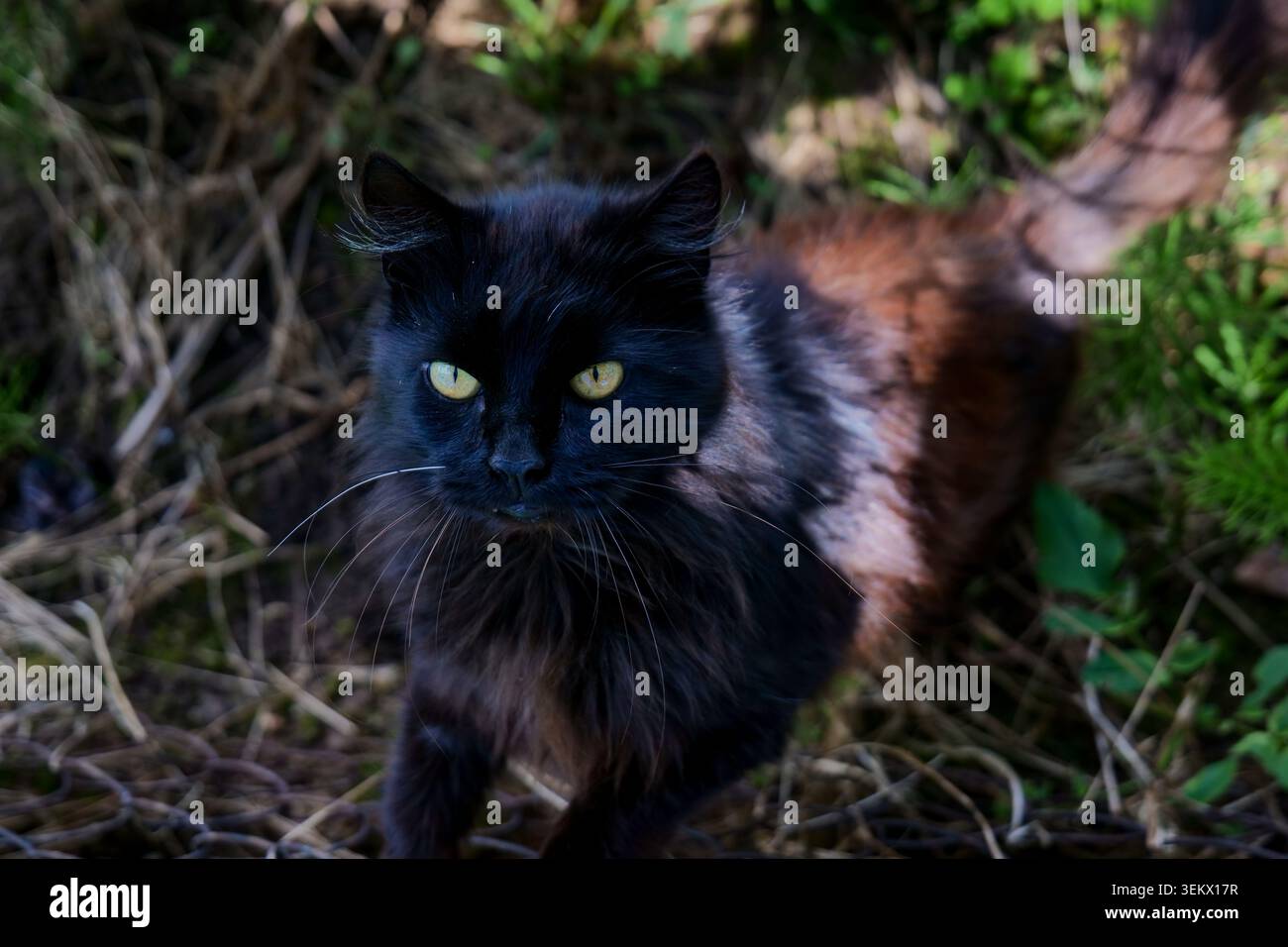 Chat noir avec les yeux verts regardant vers le haut dans l'herbe Banque D'Images