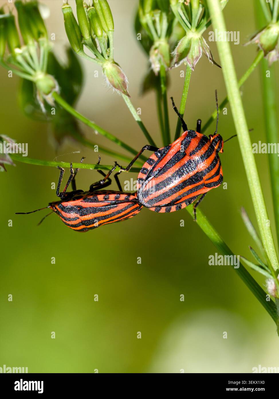 Graphosoma italicum également connu sous le nom de bug rayé (ou bug rayé italien) et bug minstrel. Accouplement par paires. Gros plan Banque D'Images