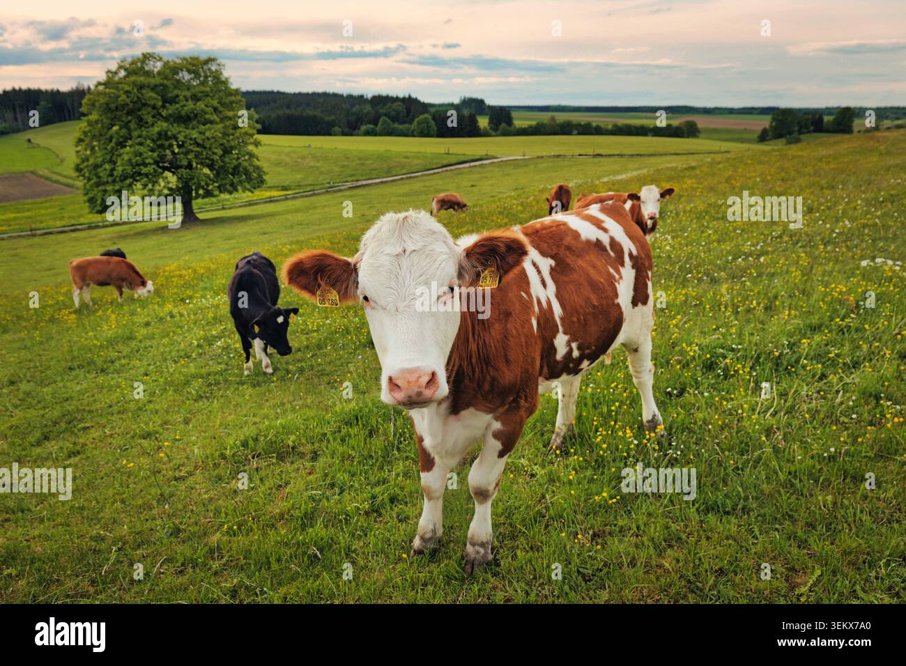 Une vache brune et blanche se tient dans un champ vert avec d'autres vaches qui paissent en arrière-plan Banque D'Images