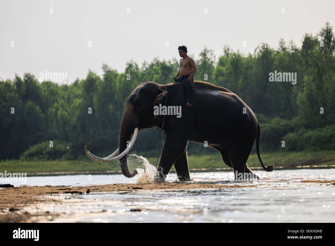 SURIN, THAÏLANDE - 30 MARS 2024 : un mahout traditionnel guide un éléphant d'asie adulte à travers une rivière alors qu'il éclabousse l'eau avec son tronc. Banque D'Images