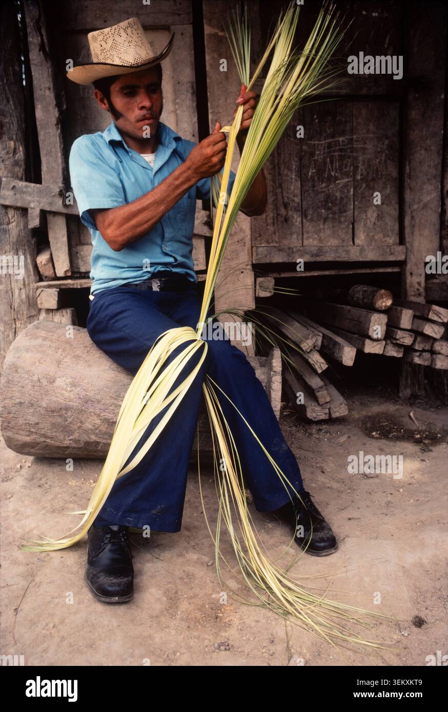Dépouiller les herbes sauvages de Junco pour commencer le processus de tissage d'un traditionnel Sombrero de Junco à partir de roseaux sauvages d'herbe de Junco à Santa Barbara, Honduras. Banque D'Images